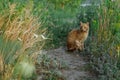 A red-haired street cat sits on a forest path among field grasses.