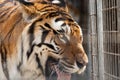 Red-haired tiger caught and deprived of the will of which is put in a cage looks through the lattice of the enclosure inhumane and Royalty Free Stock Photo