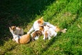 Red-haired white cat feeding kittens on green grass, close-up, copy space Royalty Free Stock Photo