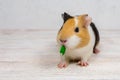 Red-haired with white spots guinea pig on a white wall background. Royalty Free Stock Photo