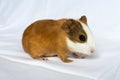 Red-haired with white spots guinea pig on a white wall background. Royalty Free Stock Photo