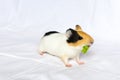 Red-haired with white spots guinea pig on a white wall background. Royalty Free Stock Photo