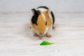 Red-haired with white spots guinea pig on a white wall background. Royalty Free Stock Photo