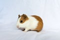 Red-haired with white spots guinea pig on a white wall background. Royalty Free Stock Photo