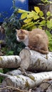 Red-haired young cat resting on a log among the autumn bushes. A pet walks on the street near the house in autumn Royalty Free Stock Photo