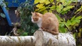A red-haired young cat rests on a felled tree in close-up and looks away. A pet walks on the street near the house in autumn Royalty Free Stock Photo