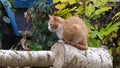 A red-haired young cat sits on a felled tree close-up and looks away. A pet walks on the street near the house in autumn Royalty Free Stock Photo