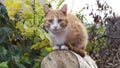 A red-haired young cat sits on a felled tree in close-up and looks directly at the camera. A pet walks on the street near the Royalty Free Stock Photo