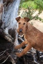 Red dog on the background of tree roots in the forest. Irish terrier Royalty Free Stock Photo