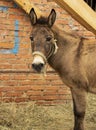 A red-haired young mule looks into the lens Royalty Free Stock Photo