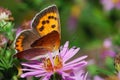 Red hairstreak