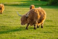 Red hairy bull chews grass. Highland breed. cow breeding.Furry highland cows graze on the green meadow.Scottish cows in