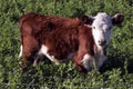 red hairy calf standing in a green field Royalty Free Stock Photo