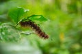 Red hairy caterpillar creeps under leaf. Selective Focus.