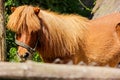 Red hairy pony in a farm. Royalty Free Stock Photo