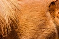 Red hairy pony in a farm. Royalty Free Stock Photo