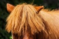 Red hairy pony in a farm. Royalty Free Stock Photo