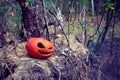 Red Halloween pumpkin in the autumn forest on an old stump and a pile of needles from Christmas trees. cold toned