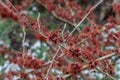 Hamamelis x intermedia Rubin