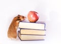 Red hamster, apple and books isolated on white background Royalty Free Stock Photo