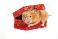 Red hamster crawls out of the box Royalty Free Stock Photo