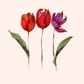 Red hand drawn tulip flowers bouquet Royalty Free Stock Photo