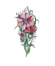 Red hand drawn watercolor floral ornament with cosmos flower. sketch. Royalty Free Stock Photo