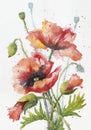 Red hand drawn watercolor poppy on white paper