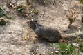 Red-handed squirrel in forest while smelling grass Royalty Free Stock Photo