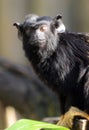 Red handed Tamarin Royalty Free Stock Photo