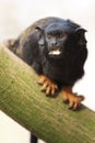 Red-handed tamarin Royalty Free Stock Photo