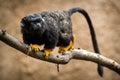 Red-handed tamarin monkey in zoopark Royalty Free Stock Photo