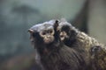 Red-handed tamarin Saguinus midas Mom and Baby Royalty Free Stock Photo