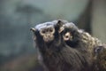 Red-handed tamarin Saguinus midas Mom and Baby Royalty Free Stock Photo