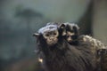 Red-handed tamarin Saguinus midas Mom and Baby Royalty Free Stock Photo