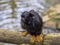 Red-handed tamarin, Saguinus midas, sits on a branch watching the surroundings Royalty Free Stock Photo