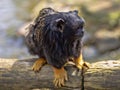 Red-handed tamarin, Saguinus midas, sits on a branch watching the surroundings Royalty Free Stock Photo