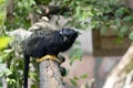 red-handed tamarin, Saguinus midas, sits in the branches and observes the surroundings Royalty Free Stock Photo