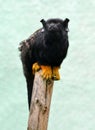 The red-handed tamarin Saguinus midas,smal monkey. Royalty Free Stock Photo