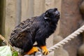 Red handed tamarin sitting on a rope Royalty Free Stock Photo