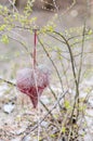 A red handicraft heart hung in a bush