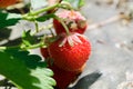 Red Hanging Strawberries Surrounded with Green Leafs and Enlightened by Morning Sun Royalty Free Stock Photo