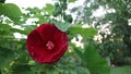 Red Hardy Hibiscus late Spring