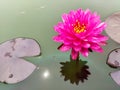 red hardy water lily or nymphaea flower and shadow in the water