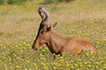 Red hartebeest Royalty Free Stock Photo