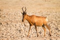 Red Hartebeest