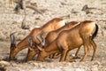 Red Hartebeest