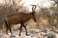 Red Hartebeest