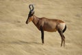 Red Hartebeest Royalty Free Stock Photo