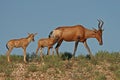 Red hartebeest